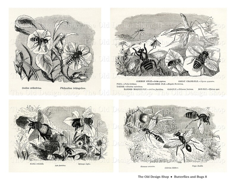 May include: A black and white illustration of various insects, including a wasp, a bee, a fly, and a crane fly. The illustration is from an old book and includes the scientific names of the insects.