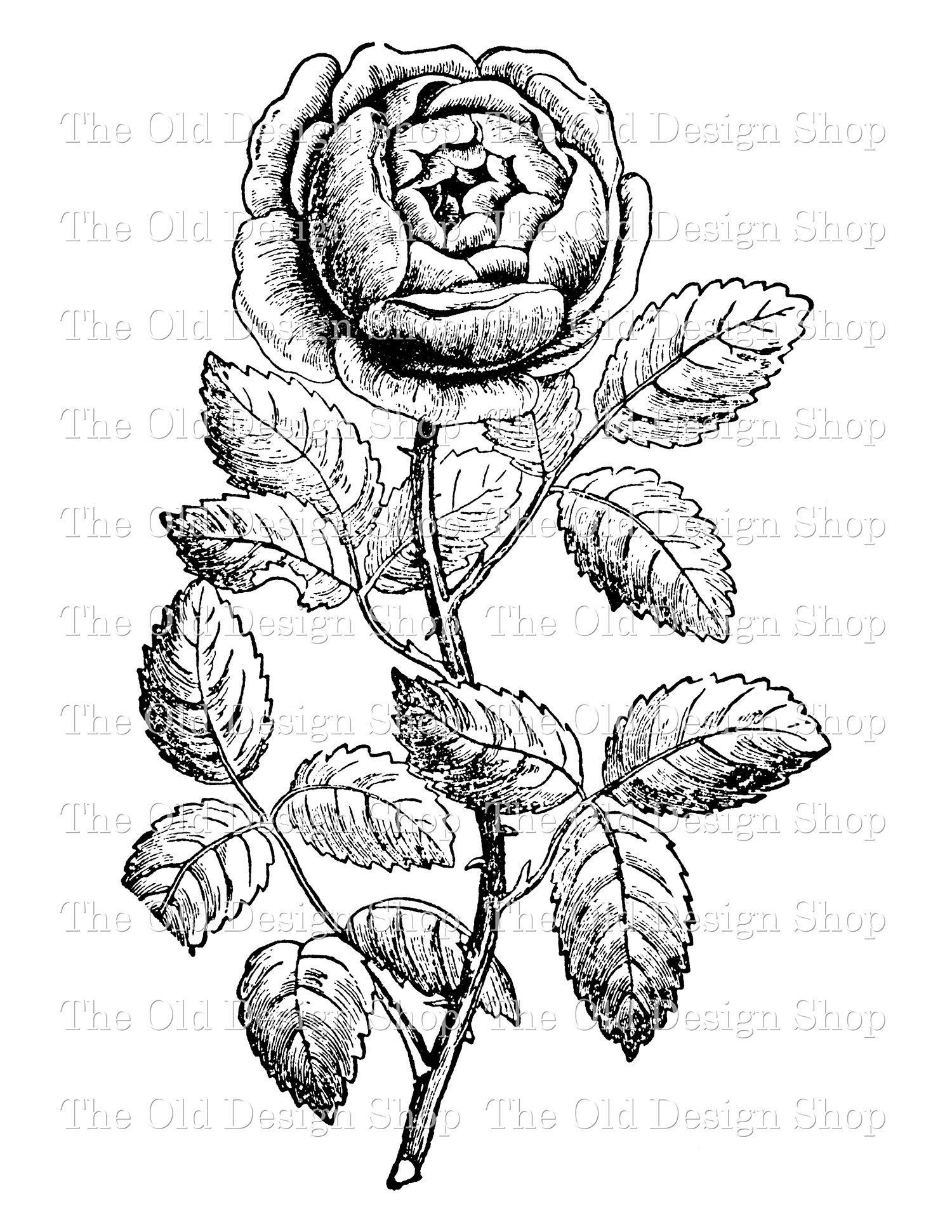 Tea Rose Clip Art Flower Illustration Commercial Use Digital - Etsy Denmark