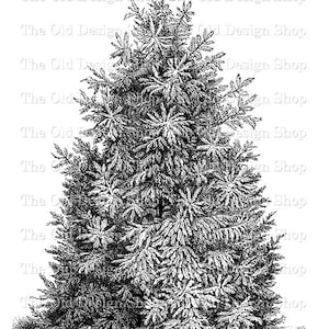 Pine Tree Clipart Botanical Stock Image Árvore Art Print Vintage Sketch Printable Tree Art Uso comercial Ok Line Art Drawing Selo digital