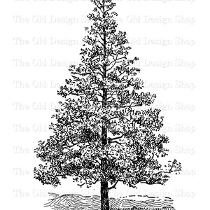 Arbre à feuilles persistantes Clip Art Illustration botanique Usage commercial Tampon numérique Image de transfert PNG Formats JPG