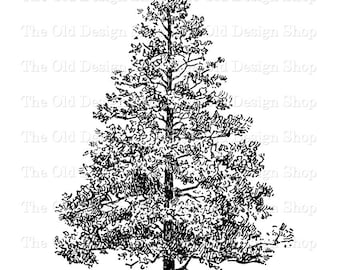 Evergreen Tree Clipart, Botanical Illustration, Digital Download PNG, JPG