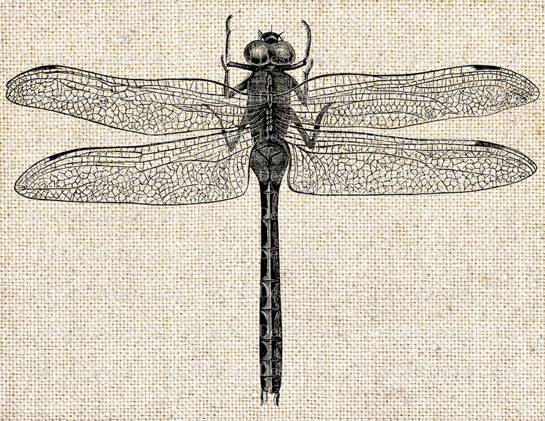 Dragonfly Clip Art Vintage Printable Illustration Digital | Etsy