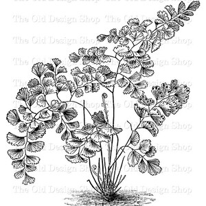 Clipart fougère pour la fabrication de cartes journaux indésirables économiseur d'encre vintage botanique graphique Sublimation transfert fichier PNG utilisation commerciale téléchargement numérique