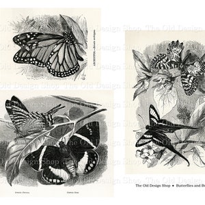 May include: Black and white illustrations of butterflies on a white background. The butterflies are shown in various poses, with their wings spread out and their antennae extended. The illustrations are detailed and realistic, and they would be a great addition to any nature lover's collection.