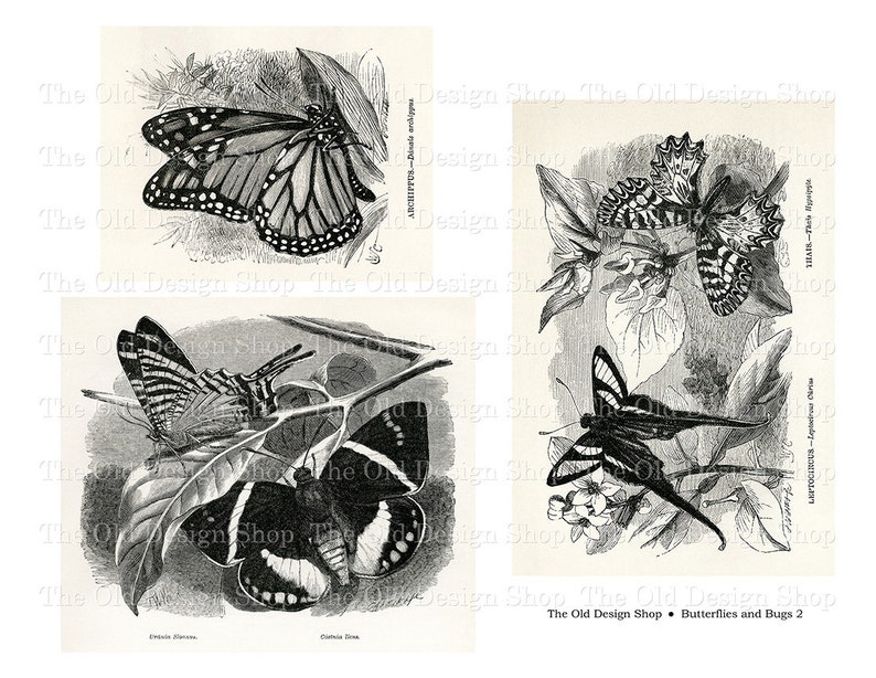 May include: Black and white illustrations of butterflies on a white background. The butterflies are shown in various poses, with their wings spread out and their antennae extended. The illustrations are detailed and realistic, and they would be a great addition to any nature lover's collection.