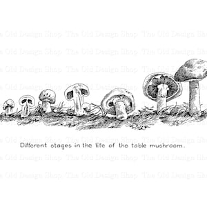 Clipart champignon pour la fabrication de cartes indésirables journaux imprimables graphiques botaniques vintage Sublimation transfert usage Commercial téléchargement numérique PNG