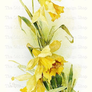 Narzisse Clipart für die Kartenherstellung Junk Journals Printable Vintage Blumen Grafiken Sublimation Transfer Kommerzielle Nutzung Digitaler Download JPG