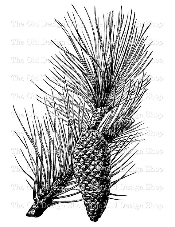 Pine Cone Drawing, Black and White Art, Pen and Ink, Nature Art 