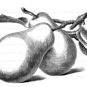 Clipart di pere per cardmaking riviste spazzatura Ink Saver Grafica di frutta vintage Sublimazione Trasferimento Uso commerciale Download digitale File PNG