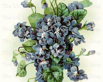 Flowers Blue Purple Catherine Klein Printable Vintage Flora Art Commercial Use Digital Download JPG Image