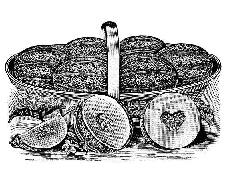 Basket of Cantaloupe Garden Commercial Use Clip Art Fruit Illustration Digital Stamp Transfer Image PNG JPG Formats