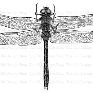 Dragonfly Clip Art Vintage Printable Illustration Digital | Etsy