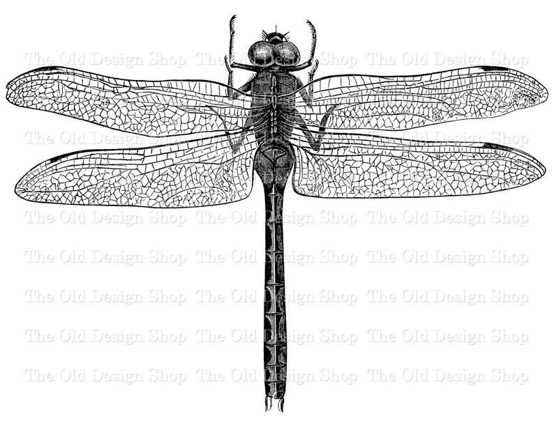 Dragonfly Clip Art Vintage Printable Illustration Digital | Etsy