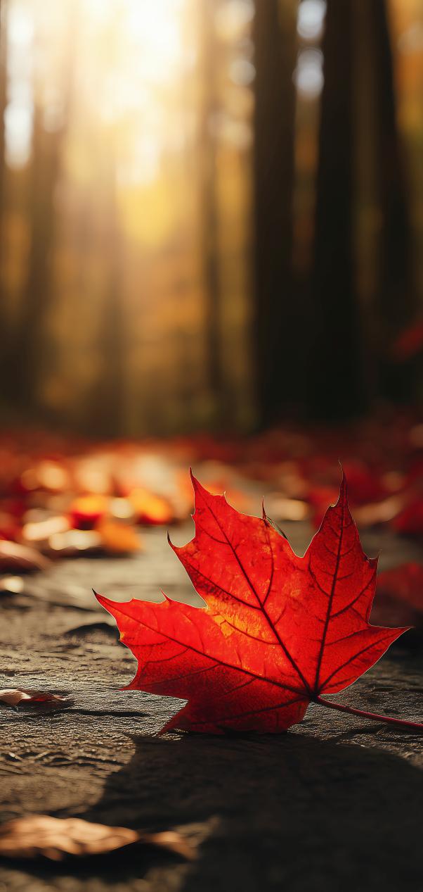 Cozy Fall Wallpaper Bundle | Rustic Autumn Phone Backgrounds | Harvest ...