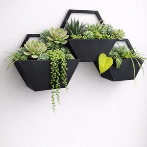 Puede incluir: Tres jardineras de pared geométricas negras llenas de varias suculentas y vegetación. Las jardineras tienen forma hexagonal y están montadas en una pared blanca. Las plantas incluyen suculentas, collar de perlas y otro follaje verde.