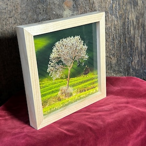 May include: A framed landscape print featuring a tree with white blossoms set against a backdrop of green terraced fields. The artwork is encased in a light-colored wooden frame, resting on a deep red surface. The image evokes a sense of nature and tranquility.