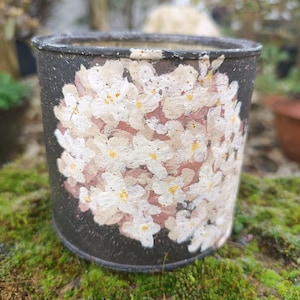 Può includere: Vaso di fiori in ceramica nera con un motivo floreale dipinto a mano. I fiori sono bianchi con centri gialli, su uno sfondo rosa e nero. Il vaso è rotondo con una superficie leggermente strutturata.