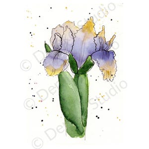 Peut inclure: Peinture à l'aquarelle d'une fleur d'iris violette et jaune avec des feuilles et une tige vertes. La fleur a des pétales délicats et froissés sur un fond blanc avec des éclaboussures de peinture noire et dorée.