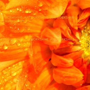Orange Dinner Plate Dahlia!, Digital Photo/print  many copies