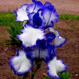 Blue& White Iris&#39;s, Digital photo