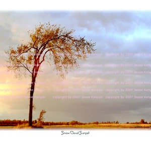 Elm Tree Snow Cloud Sunset, Digital Photo