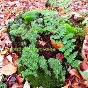 Fern and Mossy Stump / Digital  Art / Woodland Stumps / Fairy House Setting