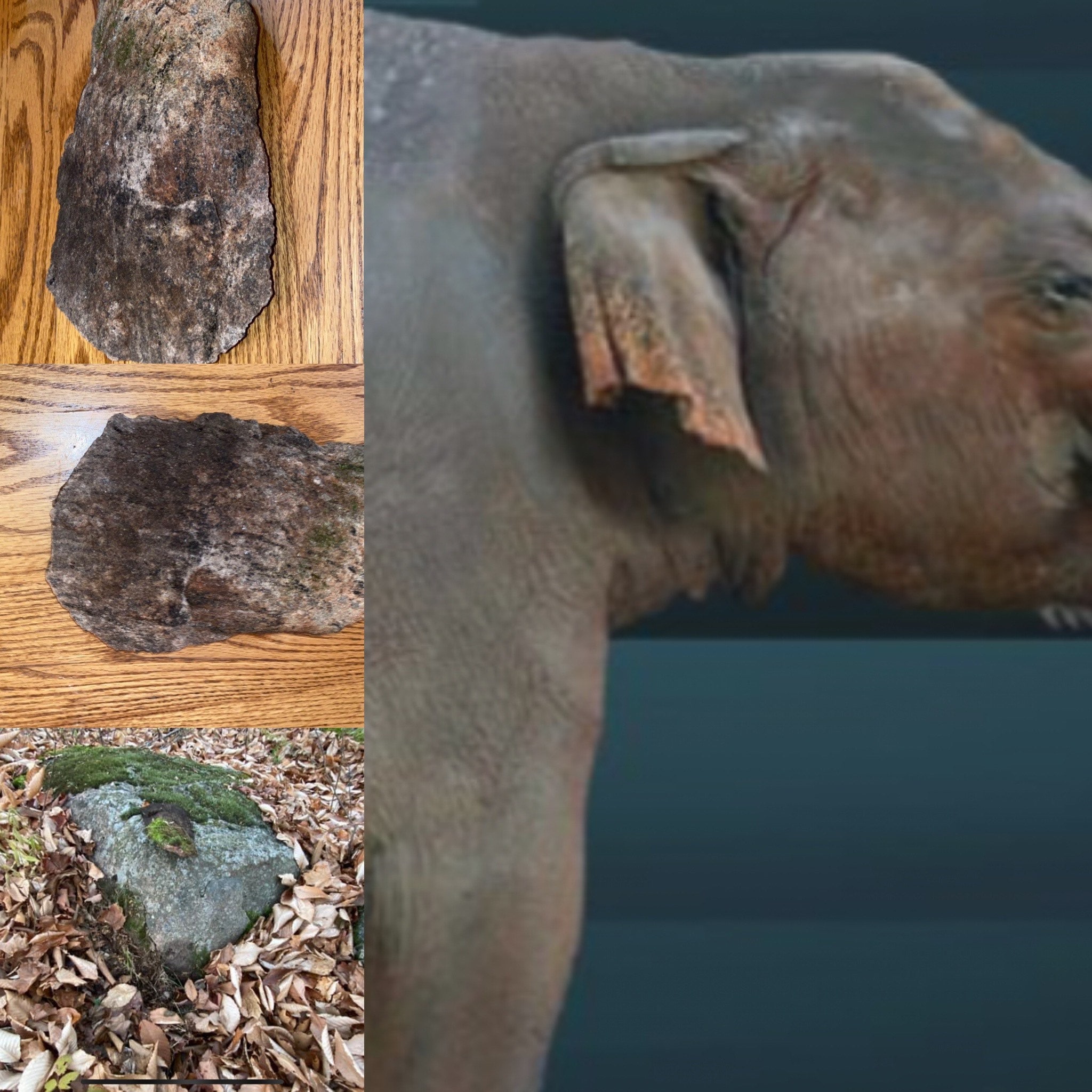 Pleistocene Epoch Mammoth Type Animals Ear - Etsy Pleistocene Epoch Mammoth Type Animals Ear - Etsy