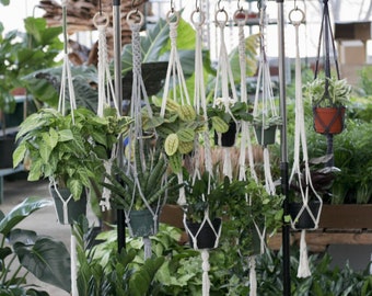 Plant Hanger Bundles