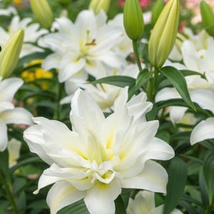 May include: Close-up of white lily flowers in full bloom, with multiple petals and yellow centers. Green leaves and unopened buds are also visible, creating a lush floral arrangement. The flowers are the focal point of the image.