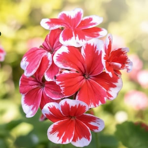 May include: Close-up of vibrant red and white geranium flowers in full bloom. The petals have a striking contrast, with white edges framing the deep red centers. The image is set against a soft, blurred green background, highlighting the flowers.