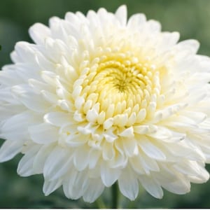 May include: A close-up of a white chrysanthemum flower with a yellow center. The petals are layered and delicate, creating a full, rounded bloom. The background is a soft, blurred green, highlighting the flower's details.