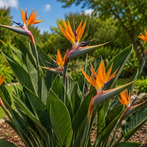 May include: A vibrant image of Bird of Paradise flowers in full bloom. The flowers feature bright orange petals with blue accents, emerging from gray bracts. Lush green leaves surround the flowers, set against a backdrop of a sunny garden.