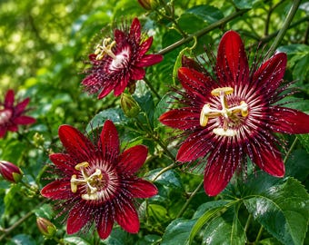 Passion Flower Vine Live Plant Lady Margaret Red Burgundy Fragrant Passiflora