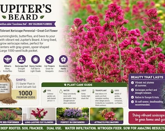 May include: A seed packet informational graphic for Jupiter's Beard, Centranthus ruber, featuring vibrant red flowers, a 1000-seed count, and icons for pollinator attraction, drought tolerance, and full sun requirements with detailed plant care instructions.