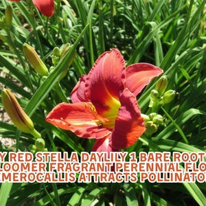 May include: A close-up of a vibrant ruby red Stella Daylily flower with a yellow center, surrounded by green foliage. The image also shows unopened buds and the text "Ruby Red Stella Daylily".