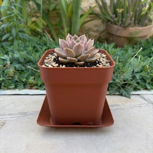 May include: A potted succulent plant with pale pink leaves and small pebbles on top of the soil. The plant is in a square, terracotta-colored pot with a matching saucer. The background features greenery and other potted plants.