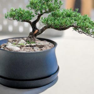 May include: A miniature bonsai tree in a dark blue pot. The tree features green leaves and a brown trunk. The pot is round with a matching saucer. The bonsai is planted in soil with small stones.