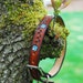 see more listings in the Pet Collars section