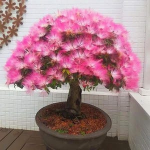 Mimosa Bonsai - Etsy