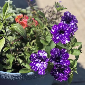 May include: A blue plant pot overflowing with a variety of plants. The image highlights striking purple petunias, dotted with white, alongside green leaves and orange flowers. The pot is set against a neutral background.