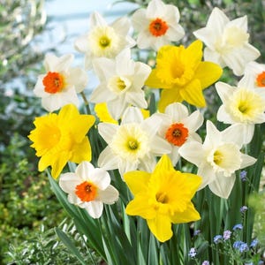Mélange de gros bulbes de jonquilles – Bulbes de fleurs de jardin vivaces
