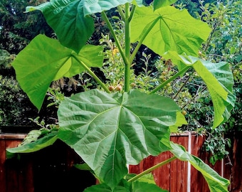 Paulownia Tomentosa - Princess/Empress/Foxglove Tree Viability Tested Seeds - From UK grown tree - Worlds fastest growing tree