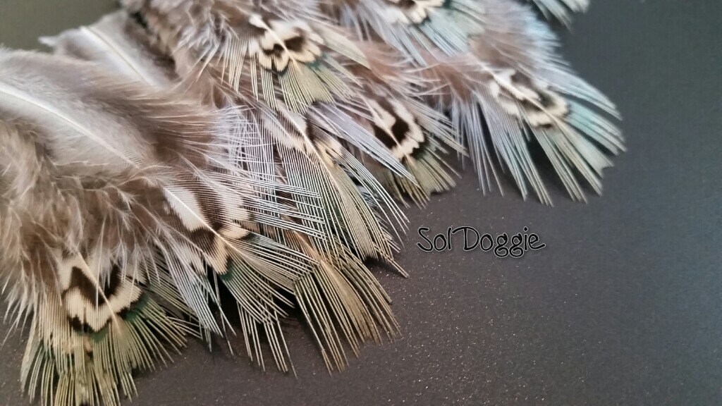 Small Feathers Craft Supplies Pheasant Feathers Blue Green Etsy