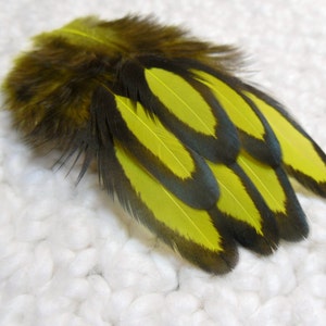 Yellow Feathers, Black Laced Hen Craft Feathers image 2