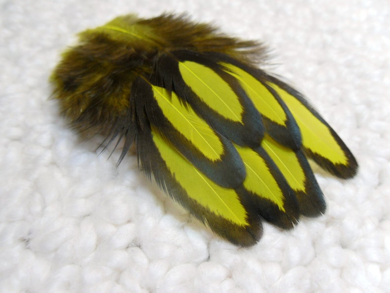 Yellow Feathers, Black Laced Hen Craft Feathers image 2