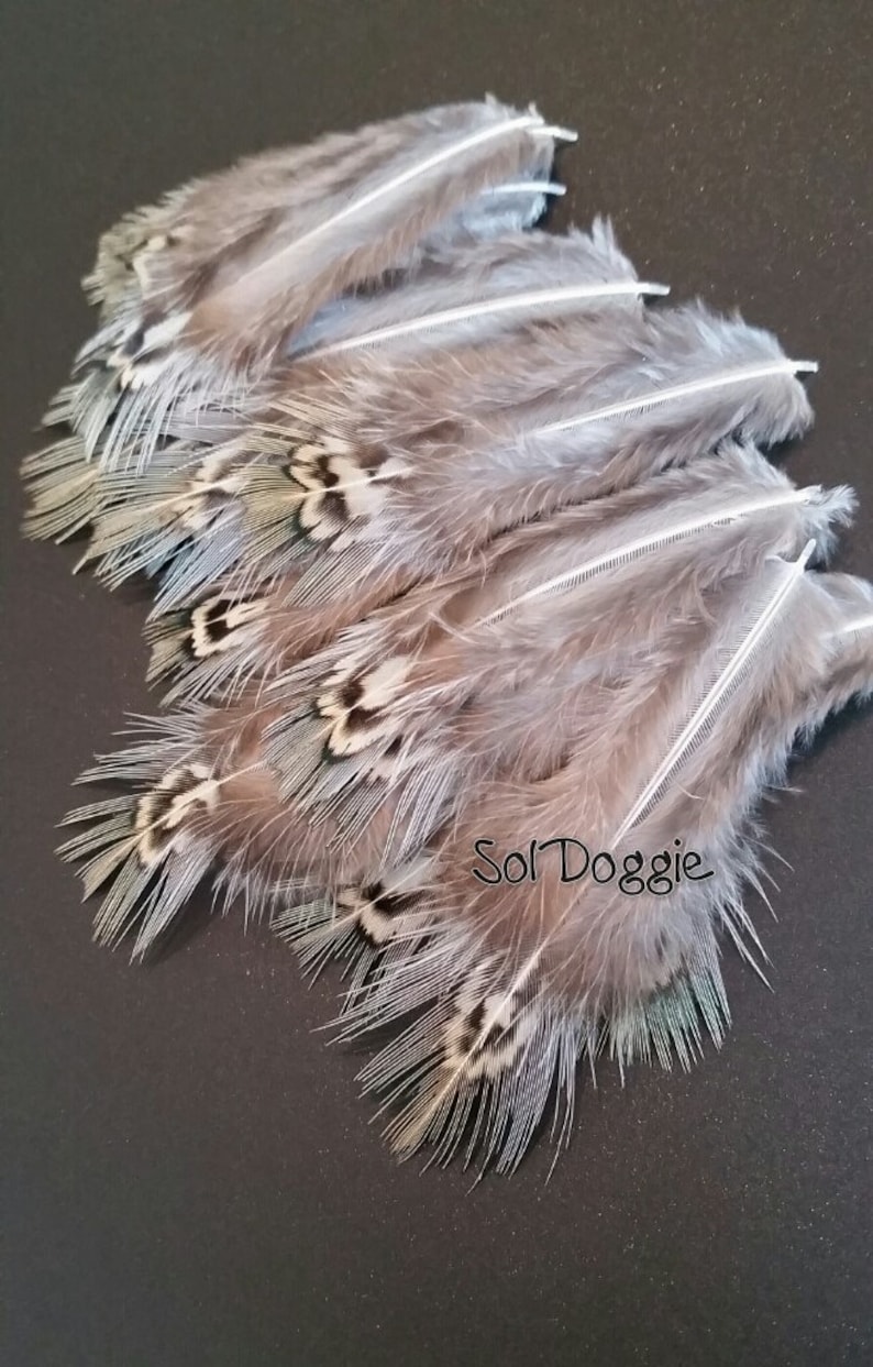 Small Feathers Craft Supplies Pheasant Feathers Blue Green Etsy