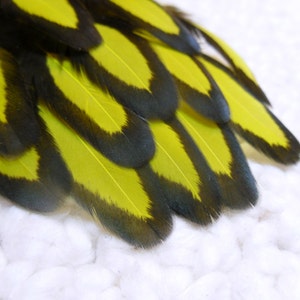 Yellow Feathers, Black Laced Hen Craft Feathers image 1