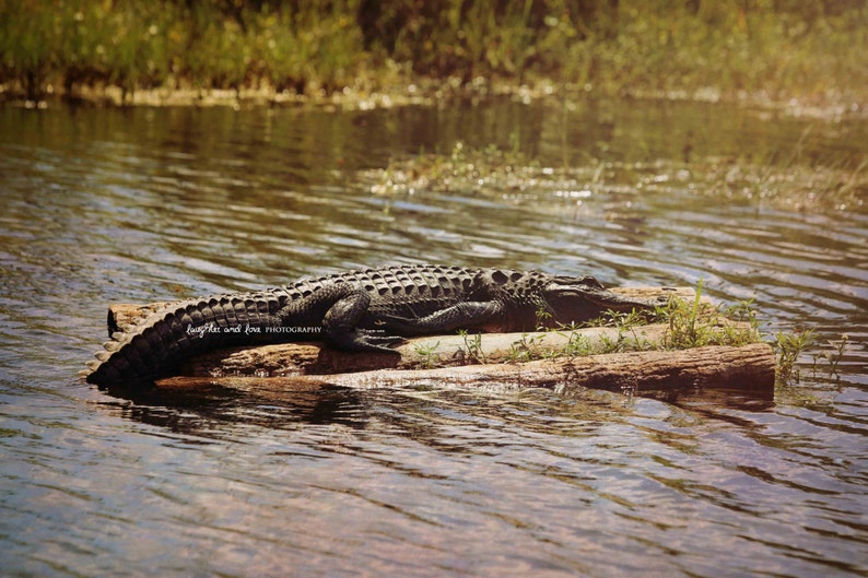 Swamp River Lake Coastal Decor Rafting Alligator Photo Florida Reptile Home Wall Art Green Landscape Nature Print Gator Photography