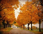 Autumn Driveway Fine Art Photography Fall Country Home Decor Wall Art Orange Red Leaf Brown Warm Tones Leaves Trees Gift
