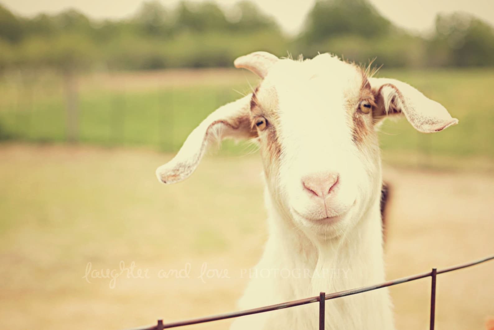 Happy Goat Fine Art Photography Farm Animal Livestock White Etsy